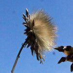 Cynara scolymus Froito