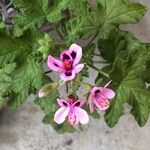 Pelargonium quercifoliumBlodyn