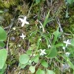 Moehringia muscosa Habit