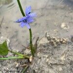 Pontederia vaginalis Cvet