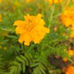 Tagetes tenuifoliaKwiat