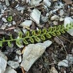 Asplenium viride Yaprak