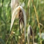 Avena barbata Fruit