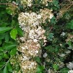 Spiraea trilobataFlower