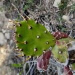 Opuntia monacanthos Bark