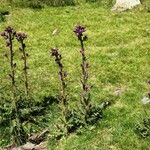 Cirsium palustre Pokrój