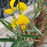 Crotalaria juncea Λουλούδι