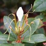 Rhododendron ferrugineum Sonstige