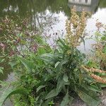 Rumex hydrolapathum موطن