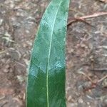 Eucalyptus regnans Листок