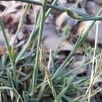 Dianthus pungens Blatt