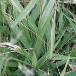 Oryza neocaledonica 葉