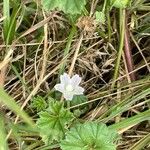 Malva neglecta Blomma