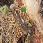 Sterculia africana Bark