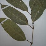 Protium pallidum Други
