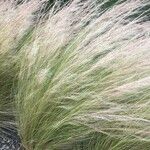 Elymus elymoides Folha