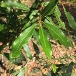 Diospyros mespiliformis 葉