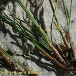 Carex mucronata Hábito