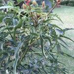 Erythrina humeana Flower