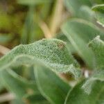 Salix pyrenaica Leaf