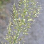 Trisetum flavescensFlower