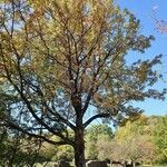 Sorbus domestica Hábitos