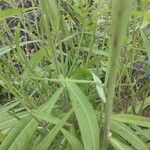 Lactuca indica Blatt