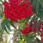 Sorbus americana Φρούτο