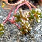 Sedum divergens 葉