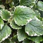 Plectranthus madagascariensis Folha