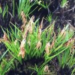 Carex esenbeckii 整株植物