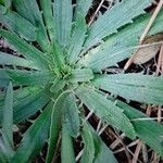 Plantago serraria Hoja
