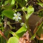 Stellaria alsine Blüte