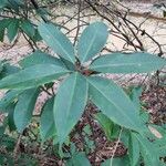 Illicium floridanum Blatt