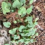 Campanula carpatica Blatt