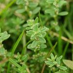 Polygonum plebeium Plante entière