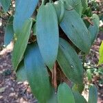 Vanilla planifolia 叶