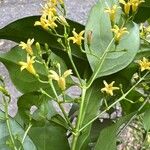 Chiococca alba Çiçek