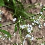 Galium sylvaticum Flor