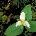 Trillium nivale ശീലം