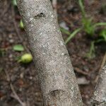 Ximenia americana Bark