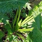 Eryngium giganteum Rinde