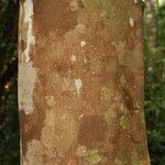 Trattinnickia burserifolia 树皮