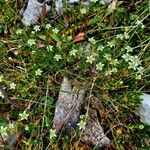 Moehringia ciliata Flower