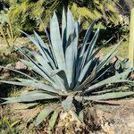 Agave tequilana Habitatea