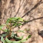 Acacia cultriformis Gyümölcs