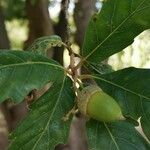 Quercus × hispanica