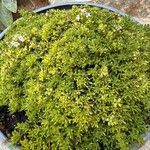 Thymus caespititius Hoja
