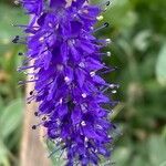 Veronica spicata 花