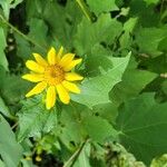 Smallanthus uvedalia Flower